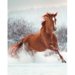 Printed Throw Horse 48 x 60" Micromink"