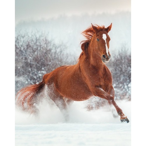 Printed Throw Horse 48 x 60