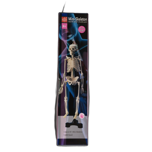 Mini Skeleton 18 Height w/ABS Stand Edu-Toys